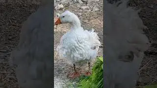 Гусь Ленточка / Кудрявый🧡🐥2024