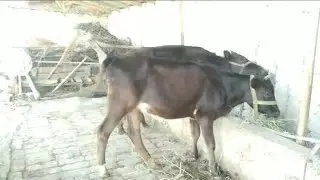 YOSH GUNAJINLAR SOTILADI☎  978371969