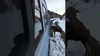 безбилетный пассажир)