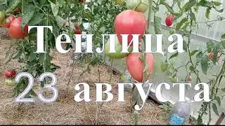 Томаты в теплице на 23 августа
