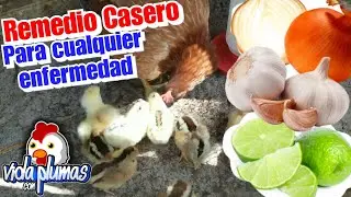 Home remedy to cure and prevent DISEASES in chicks and hens with garlic, onion and lemon