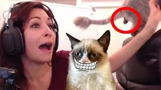 Best Animal Moments on Twitch [Best of Twitch]