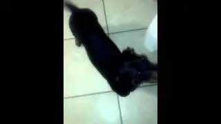 Oscar fighting with me