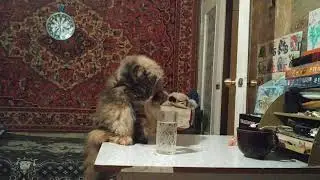Мейнкун пьёт воду из стакана