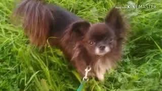 Что случилось с моим пёсиком Гизмо !
