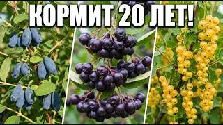 PLANT ONCE — HARVEST FOR 20 YEARS! 🍇 11 shrubs that grow themselves