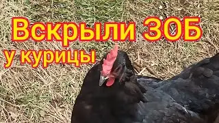 How to save a chicken at home? 🐔