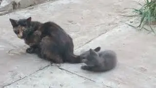 УРОК ДЛЯ КОТЕНКА!