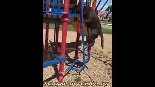 Обычные будни обычной собаки