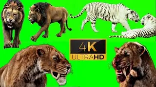 Tiger/white tiger And Lion green screen 4k