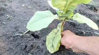 ранний посев семян табака
