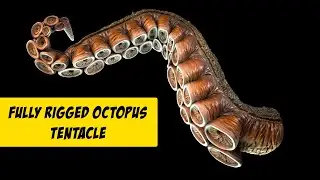 Rigged Realistic Octopus Tentacle (Download link)