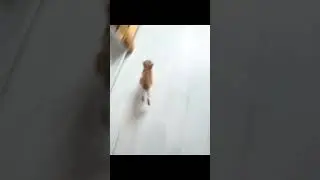 #cat #шайлураптор #индоминусяйца