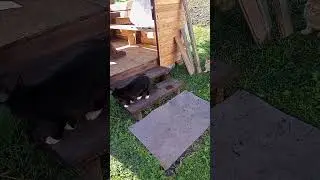 В странные прятки играют котятки или рыжий Барсик и его друг  чёрный кот