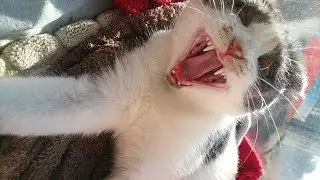 очень уставший кот