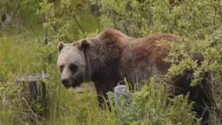 Discover Grizzly Bears Tour