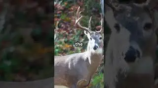 Whitetail Deer Score Vs. Age and DeerManagement #whitetailhabitat #deerhunting #deerscore #agingdeer
