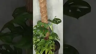 монстера манки. https://vk.com/verelizh