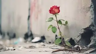 Japanese Soul Sample Type Beat - "Red Flower"