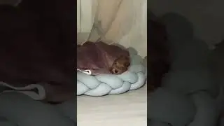 Покупалась и спит 🐶🤎🍫#рекомендации #мальтипу