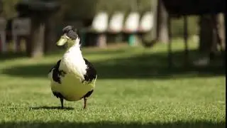 Duck Standing on the Grass - Copyright Free Stock Footage Clip
