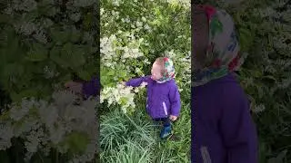 Черемуха 