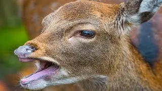 Deer Sounds - Noises
