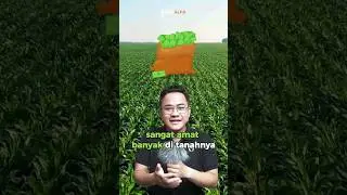 orang terjujur sedunia