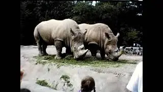 Uncle Al's Party & The Zoo