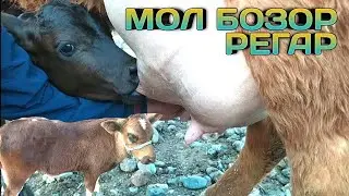 Мол бозор Регар Турсунзаде / Мол бозори Пахтаобод нархои говҳои гусаладор Ва Ширдор 26.05.2020