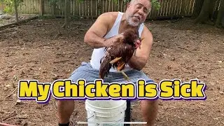 My Chicken Is Sick And May be Egg Bound - Does Peaches Make It?