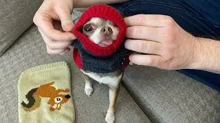 Immediately 2 new sweaters for the little Chihuahua Fondue! Trying on new clothes for dogs!