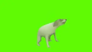 Dog Dancing Green Screen - Chroma Key