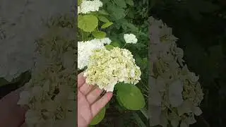 Гортензия #гортензия #гортензии #цветы #сад #огород #удобрения #здоровье #красота #дача #любовь