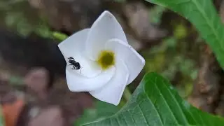 Honeybee 🐝 with Flower 🏵️