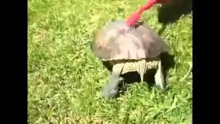 сексуальный танец черепахи