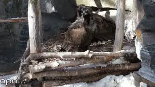 Влюбленная пара черных грифов строит гнездо.
