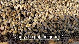Lets Play a Game! |  Locate the Queen Bee!!
