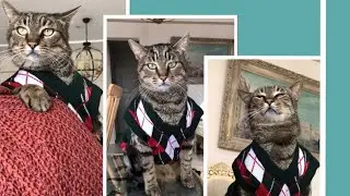 Süveterli Kedi Leo | Mart 2022