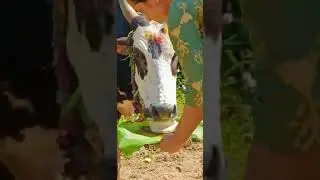 💚ದೀಪಾವಳಿ ಗೋಪೂಜೆ 💚🐄