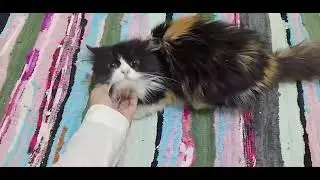 Eva- Calico Angora Mix Cat For Adoption
