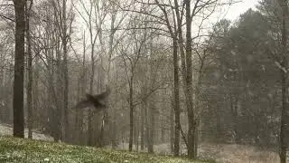 "Late snowfall":  improvised w/ Wingie 2, Euroburo, Blukac Endless Processor, Bizarre Jezabel Chloe