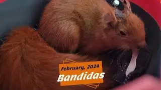 Part 12:  Bandidas:  February, 2024.