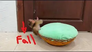 So Pity, Tiny Newborn Baby Monkey Fall Down From Basket A Lone
