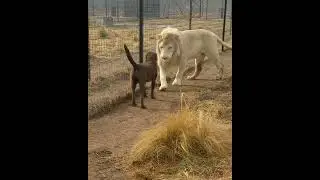 Lion asking dog for forgiveness