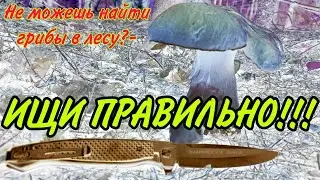 Не можешь найти грибы в лесу?- ИЩИ ПРАВИЛЬНО!!!