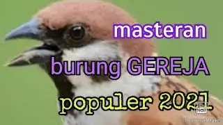 masteran burung gereja gacor || populer 2021