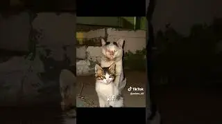 Cat 😒😏 #cat #indonesia #reels #tiktok