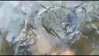Jinaknya ikan ditagal kg Luanti