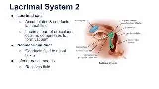 Lacrimal System